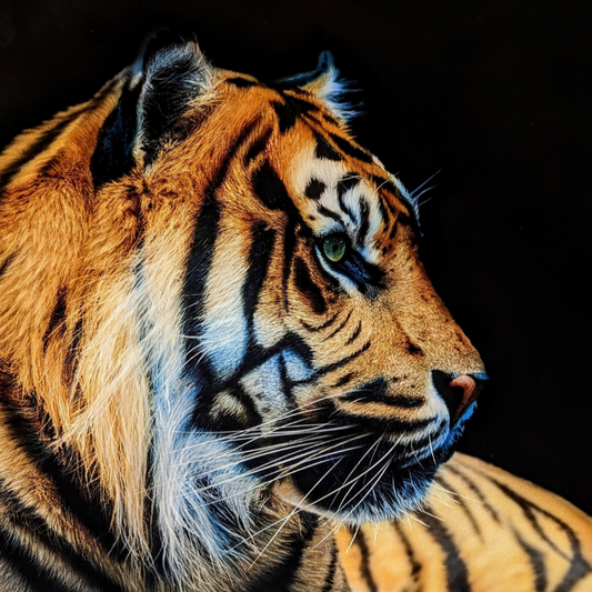 Photo-realistic tiger